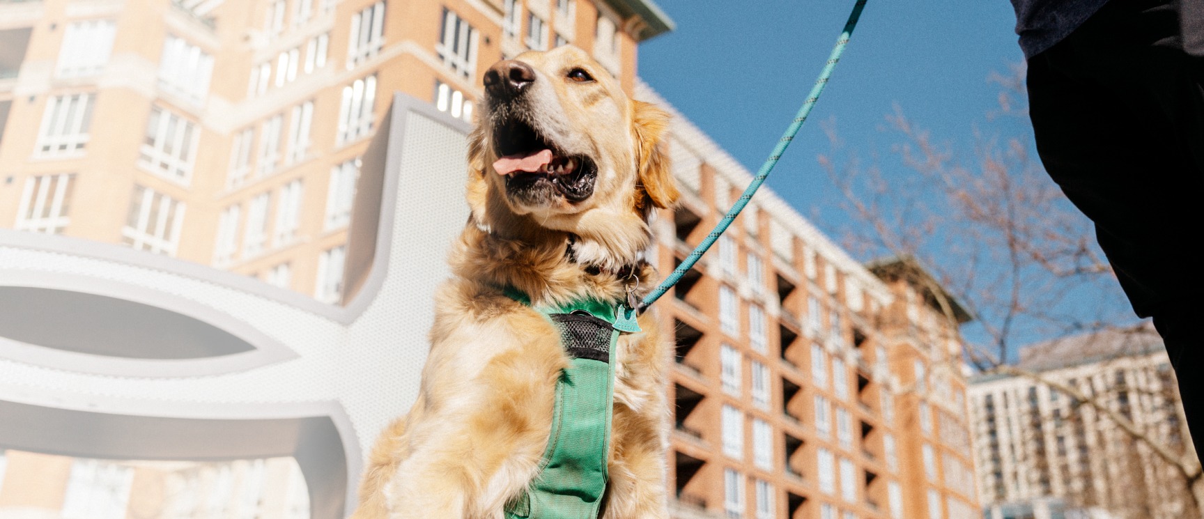 Golden retriever sitting in front of the Under Armour logo in Harbor East